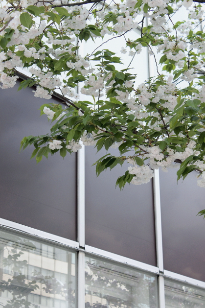 銀座桜通り