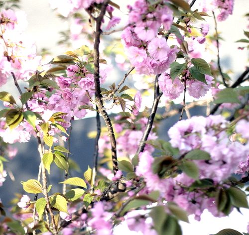 銀座桜通り