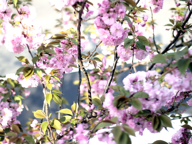 銀座桜通り